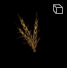 Grain